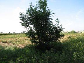 Greenwich Meridian Marker; England; Lincolnshire; Holbeach Clough